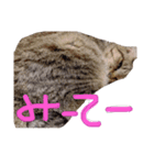またむね（個別スタンプ：14）