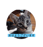 ガッシーねこーず39にゃんシリーズ①（個別スタンプ：1）
