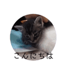 ガッシーねこーず39にゃんシリーズ①（個別スタンプ：2）