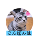 ガッシーねこーず39にゃんシリーズ①（個別スタンプ：3）