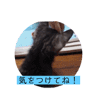ガッシーねこーず39にゃんシリーズ①（個別スタンプ：4）