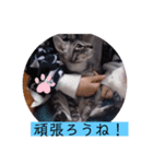 ガッシーねこーず39にゃんシリーズ①（個別スタンプ：5）
