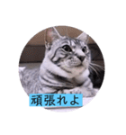 ガッシーねこーず39にゃんシリーズ①（個別スタンプ：6）