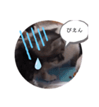 ガッシーねこーず39にゃんシリーズ①（個別スタンプ：8）