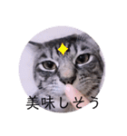 ガッシーねこーず39にゃんシリーズ①（個別スタンプ：9）
