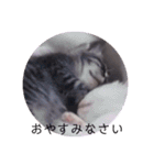 ガッシーねこーず39にゃんシリーズ①（個別スタンプ：10）