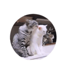 ガッシーねこーず39にゃんシリーズ①（個別スタンプ：12）