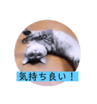 ガッシーねこーず39にゃんシリーズ①（個別スタンプ：13）