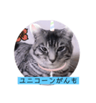 ガッシーねこーず39にゃんシリーズ①（個別スタンプ：14）