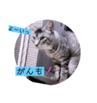 ガッシーねこーず39にゃんシリーズ①（個別スタンプ：15）