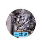 ガッシーねこーず39にゃんシリーズ①（個別スタンプ：16）