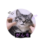 ガッシーねこーず39にゃんシリーズ①（個別スタンプ：17）