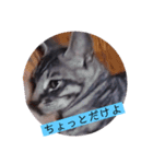 ガッシーねこーず39にゃんシリーズ①（個別スタンプ：19）