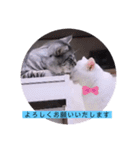 ガッシーねこーず39にゃんシリーズ①（個別スタンプ：20）