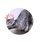 ガッシーねこーず39にゃんシリーズ①（個別スタンプ：21）