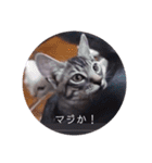 ガッシーねこーず39にゃんシリーズ①（個別スタンプ：24）
