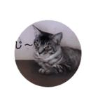 ガッシーねこーず39にゃんシリーズ①（個別スタンプ：25）