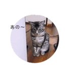 ガッシーねこーず39にゃんシリーズ①（個別スタンプ：26）