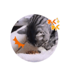ガッシーねこーず39にゃんシリーズ①（個別スタンプ：28）