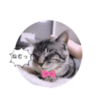 ガッシーねこーず39にゃんシリーズ①（個別スタンプ：31）