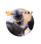 ガッシーねこーず39にゃんシリーズ①（個別スタンプ：32）