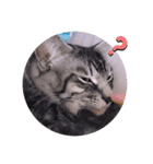 ガッシーねこーず39にゃんシリーズ①（個別スタンプ：33）