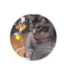 ガッシーねこーず39にゃんシリーズ①（個別スタンプ：34）