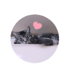 ガッシーねこーず39にゃんシリーズ①（個別スタンプ：36）