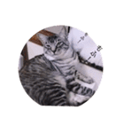 ガッシーねこーず39にゃんシリーズ①（個別スタンプ：37）