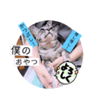 ガッシーねこーず39にゃんシリーズ①（個別スタンプ：38）