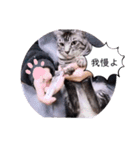 ガッシーねこーず39にゃんシリーズ①（個別スタンプ：40）