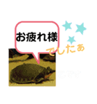 たけしの スタンプその29（個別スタンプ：3）