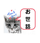 たけしの スタンプその29（個別スタンプ：5）