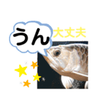たけしの スタンプその29（個別スタンプ：7）