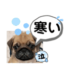 たけしの スタンプその29（個別スタンプ：16）