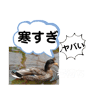 たけしの スタンプその29（個別スタンプ：23）