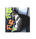 しんたま日和2（個別スタンプ：5）