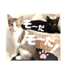 しんたま日和2（個別スタンプ：7）