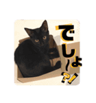 しんたま日和2（個別スタンプ：8）