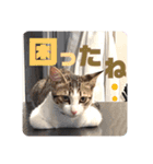 しんたま日和2（個別スタンプ：13）