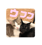 しんたま日和2（個別スタンプ：17）