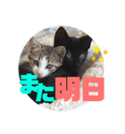 しんたま日和2（個別スタンプ：20）