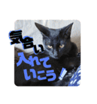 しんたま日和2（個別スタンプ：21）