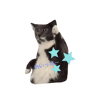 ボクは猫なのか？（個別スタンプ：1）