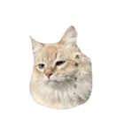 ボクは猫なのか？（個別スタンプ：2）