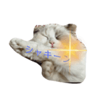 ボクは猫なのか？（個別スタンプ：3）