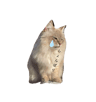 ボクは猫なのか？（個別スタンプ：5）