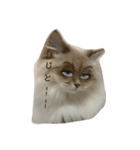 ボクは猫なのか？（個別スタンプ：7）