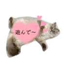ボクは猫なのか？（個別スタンプ：8）