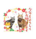 Tabby cats 年末年始2022（個別スタンプ：2）